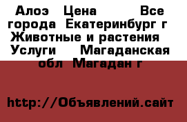 Алоэ › Цена ­ 150 - Все города, Екатеринбург г. Животные и растения » Услуги   . Магаданская обл.,Магадан г.